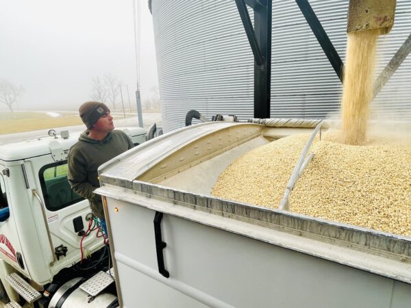 Farmer watching corn fill a semi trailer