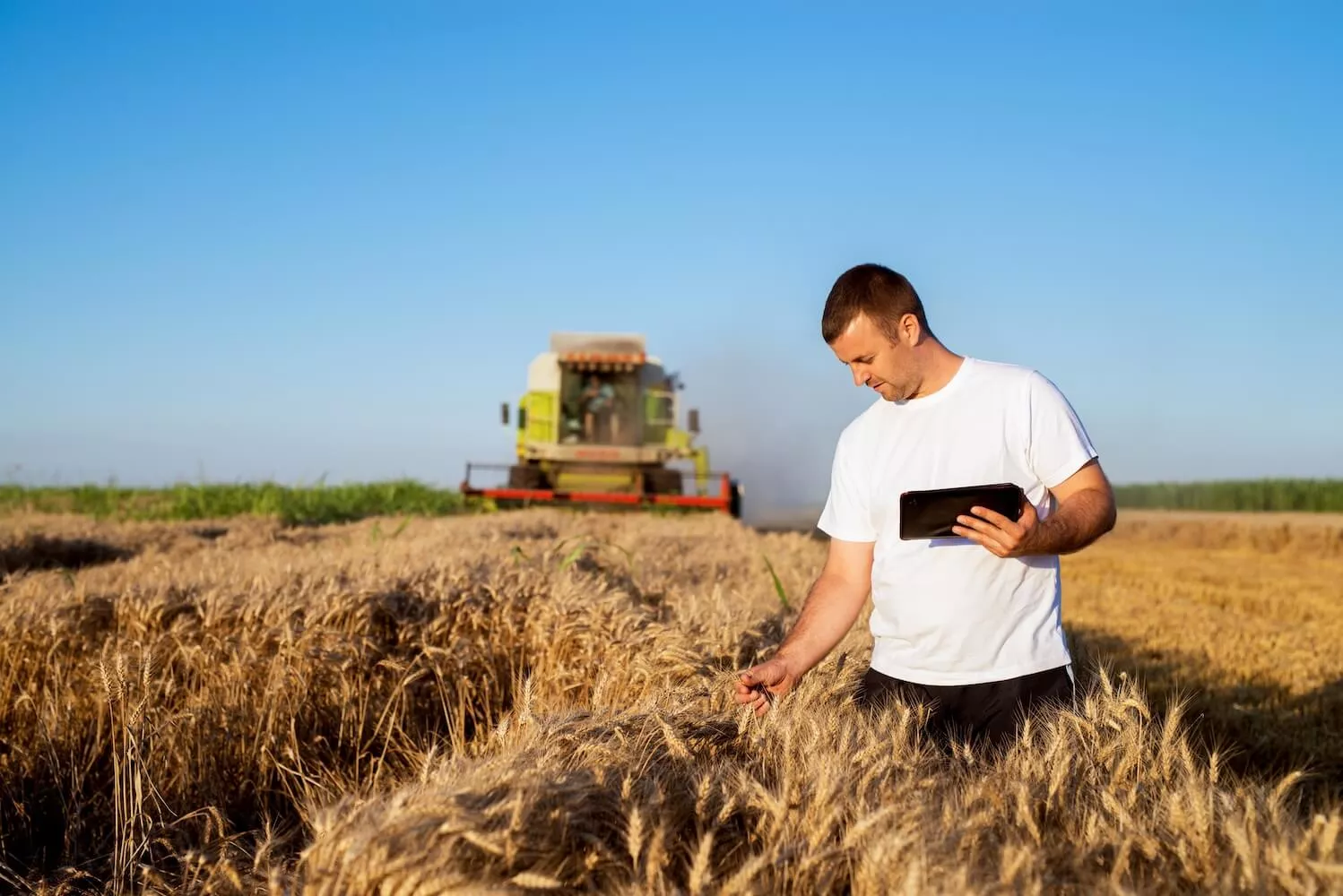 A grower stands in a wheat field examining crop with tablet in hand.