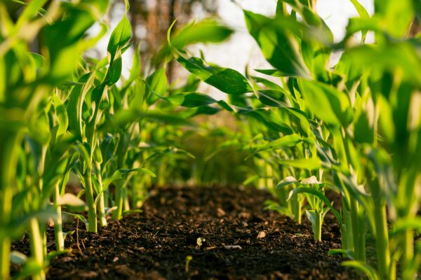 rows of corn growing in soil