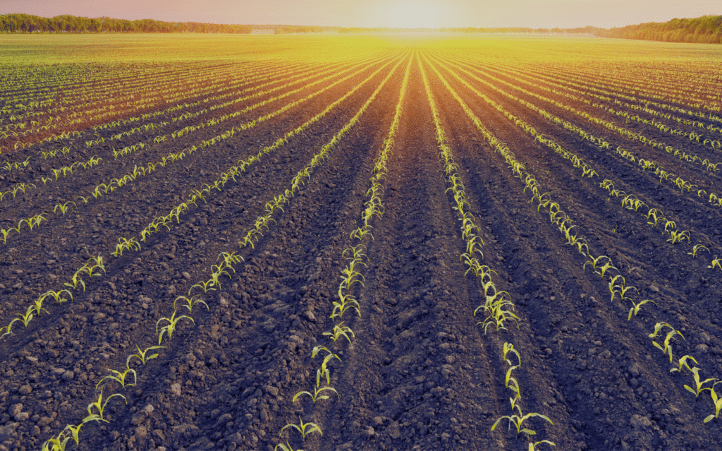 row of sprouting corn plants in a field at sunrise