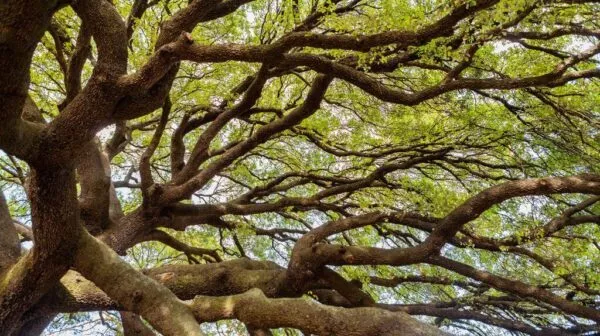 an upward view of a green leafy tree canopy with many twisted branches extending from left to right