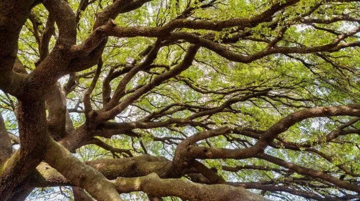 an upward view of a green leafy tree canopy with many twisted branches extending from left to right